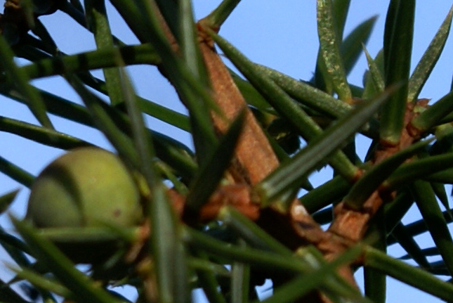 Juniperus oxycedrus - Ginepro rosso