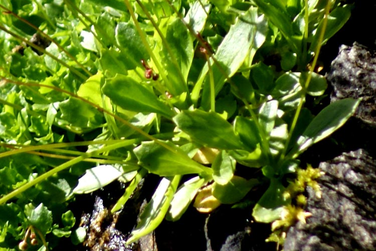 Micranthes engleri (=Saxifraga stellaris) / Sassifraga stellata