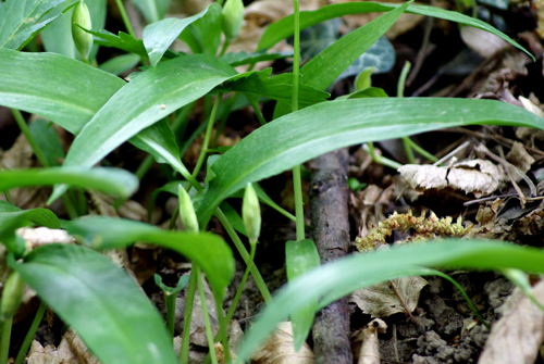 Allium ursinum / Aglio orsino
