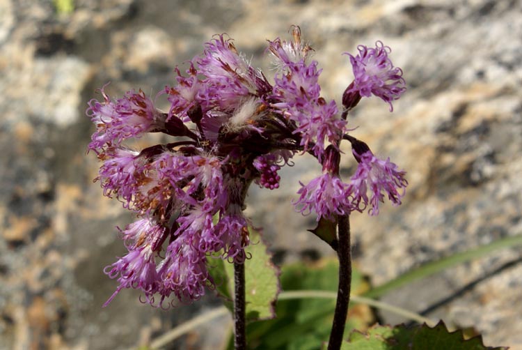 Val Veny 2 - Adenostyles sp.