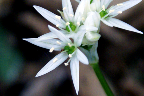 Allium ursinum / Aglio orsino