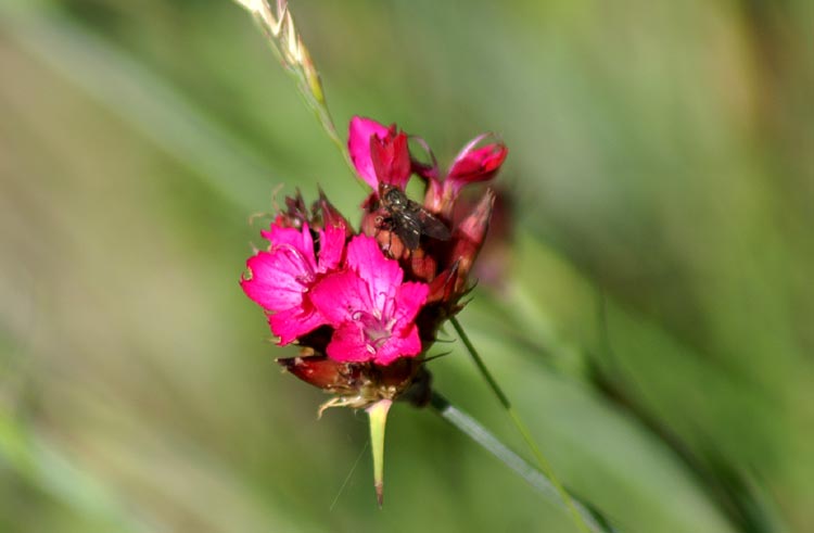 Dianthus carthusianorum / Garofano dei Certosini