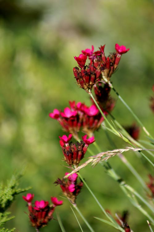 Dianthus carthusianorum / Garofano dei Certosini
