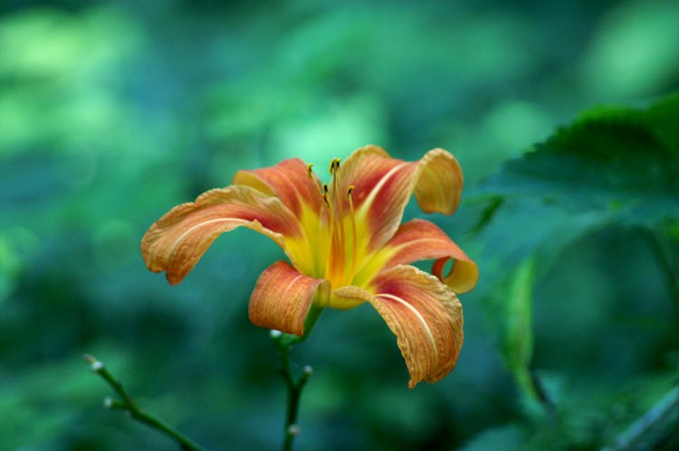 Hemerocallis fulva / Giglio di San Giuseppe