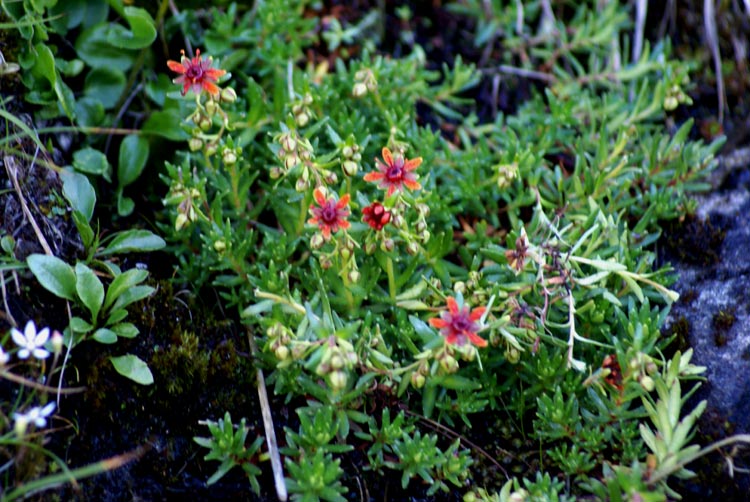 Saxifraga aizoides / Sassifraga gialla, s. autunnale