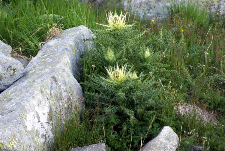 Cirsium spinosissimum (L.) Scop. / Cardo spinosissimo