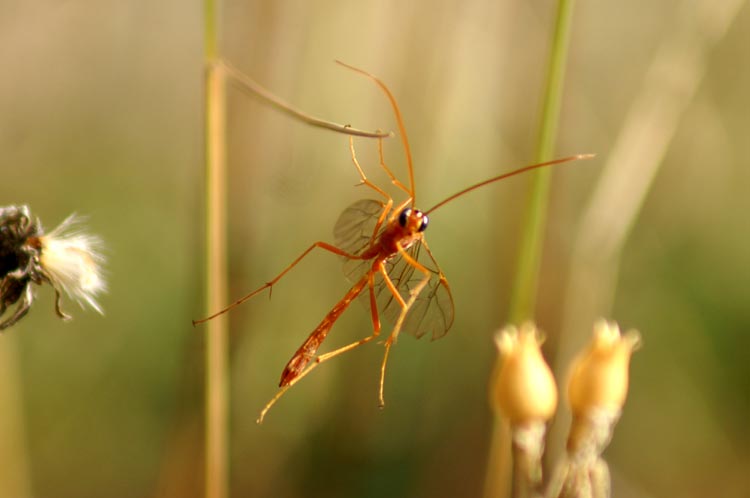 Ophion luteus