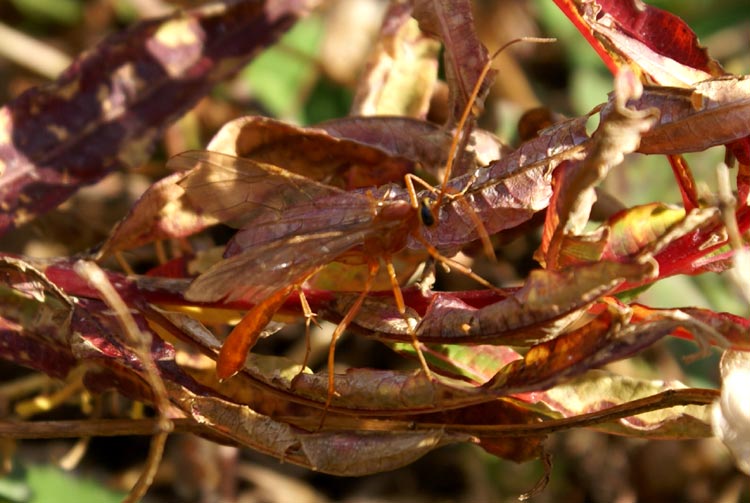 Ophion luteus