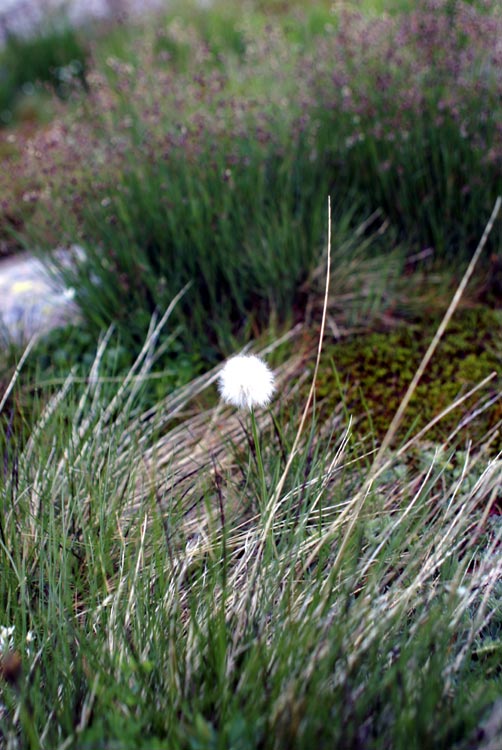 Eriophorum scheuchzeri / Erioforo rotondo