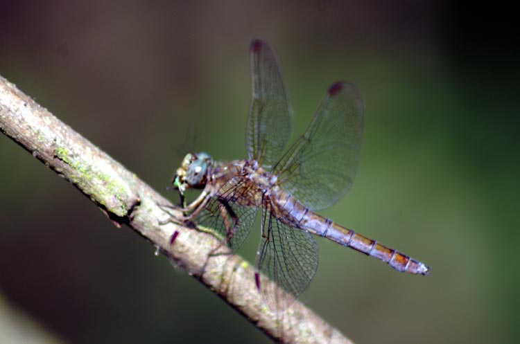 Orthetrum coerulescens