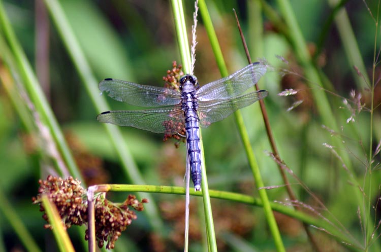 Orthetrum albistylum