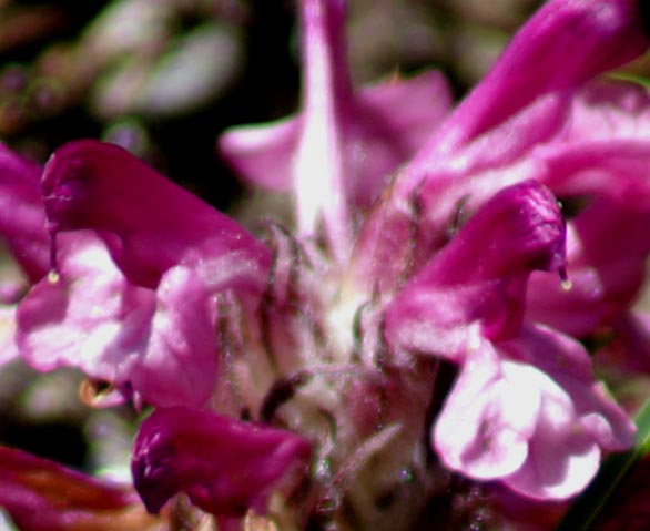 val Clavalit� 15 - Pedicularis sp.