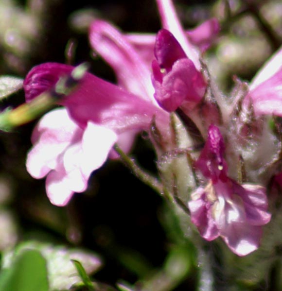 val Clavalit� 15 - Pedicularis sp.