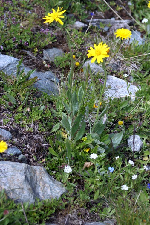 valsavarenche 13 - Senecio doronicum