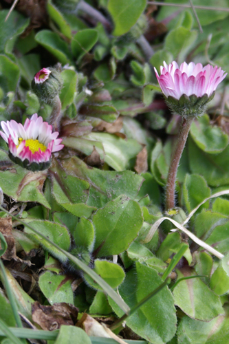 Bellis perennis / Pratolina comune