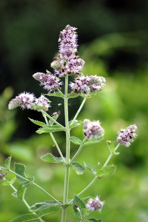 Mentha longifolia