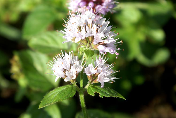 Mentha aquatica / Menta d’acqua