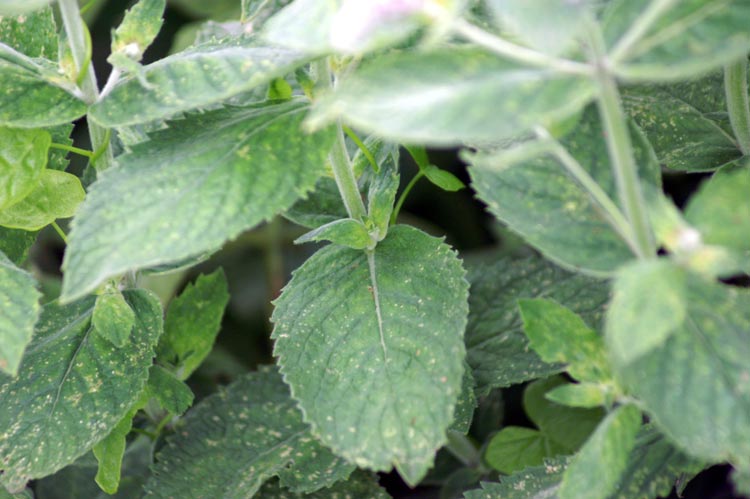 Mentha longifolia