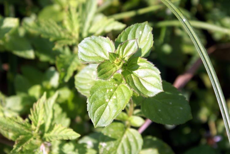Mentha aquatica / Menta d’acqua