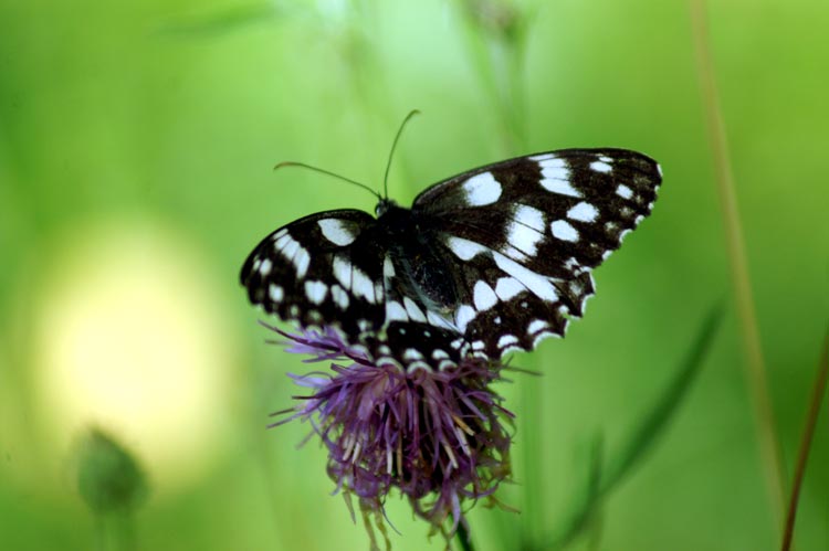 Melanargia galathea