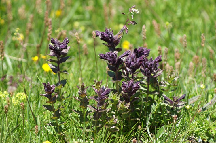 Bartsia alpina / Bartsia alpina