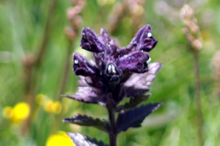 Bartsia alpina / Bartsia alpina