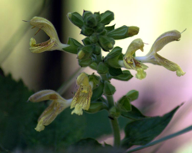 Salvia glutinosa / Salvia viscosa, S. gialla