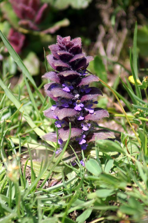 Ajuga pyramidalis / Aiuga piramidale, iva piramidale