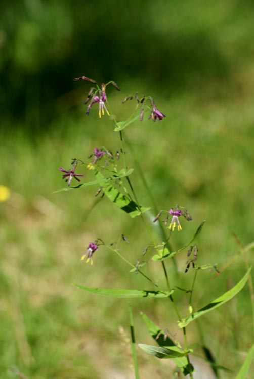 Prenanthes purpurea / Lattuga montana