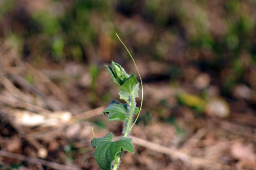 Bryonia dioica / Brionia comune
