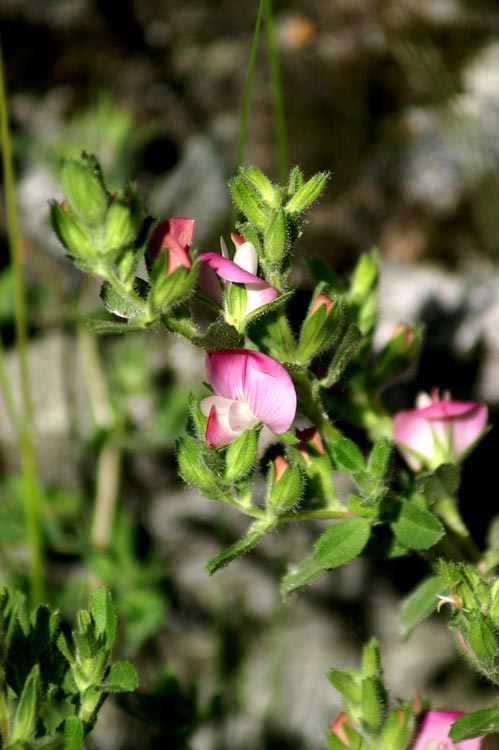 valgrisenche 13 - Ononis sp.