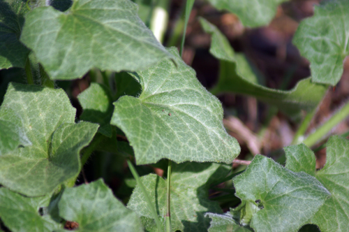 Bryonia dioica / Brionia comune