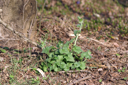 Bryonia dioica / Brionia comune