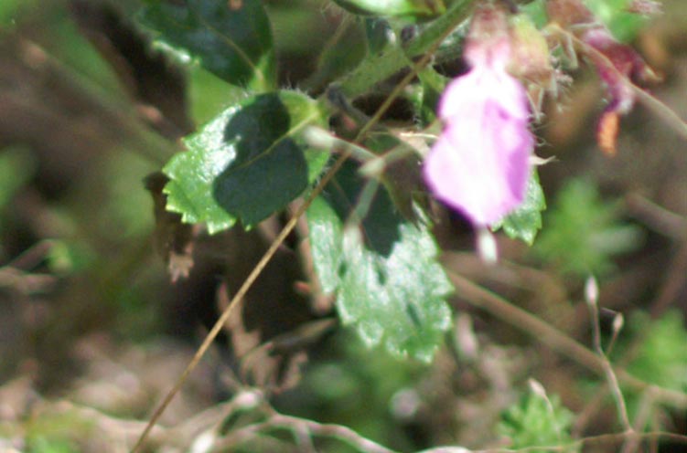 Teucrium chamaedrys / Camedrio comune, Querciola
