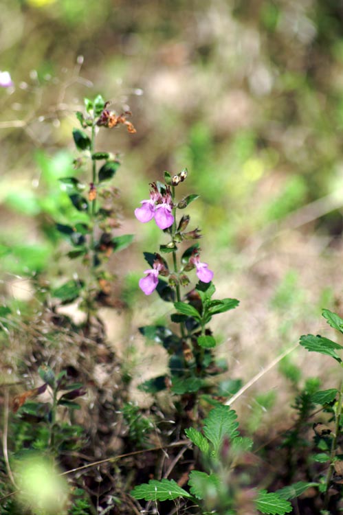 Teucrium chamaedrys / Camedrio comune, Querciola