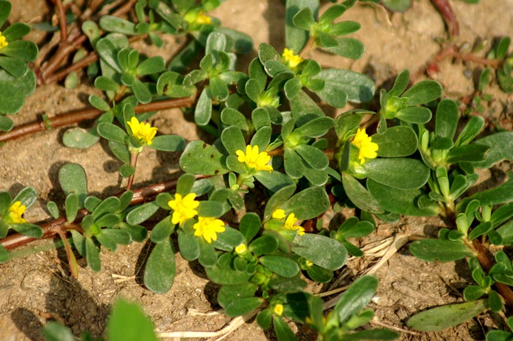Portulaca oleracea / Porcellana comune