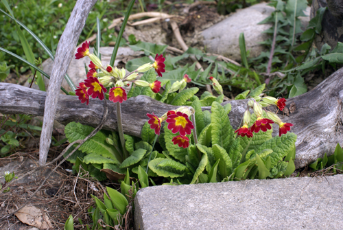 Primula, quale?