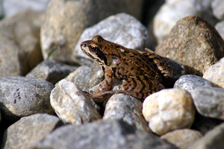 rana da determinare - Rana temporaria