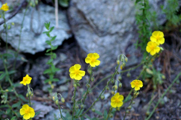 val Clavalit� 17 - Helianthemum cfr. oelandicum