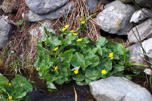 Quale ranuncolo? Caltha palustris