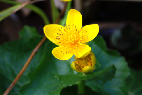 Quale ranuncolo? Caltha palustris