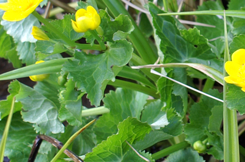 Quale ranuncolo? Caltha palustris