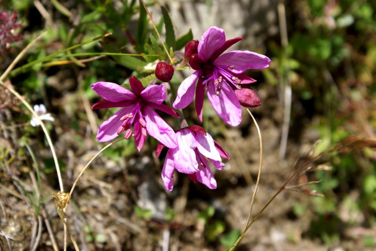 Chamaenerion fleischeri (ex Epilobium fleischeri)