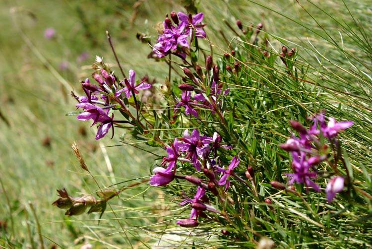 Chamaenerion fleischeri (ex Epilobium fleischeri)