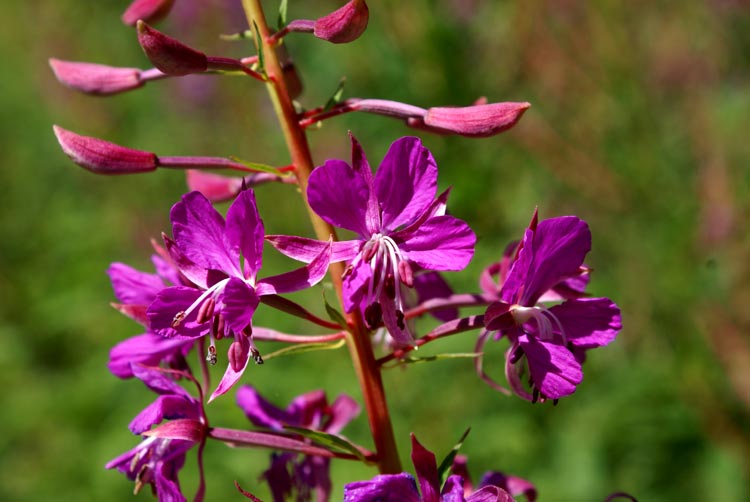 Chamaenerion angustifolium (ex Epilobium angustifolium) / Garofanino maggiore