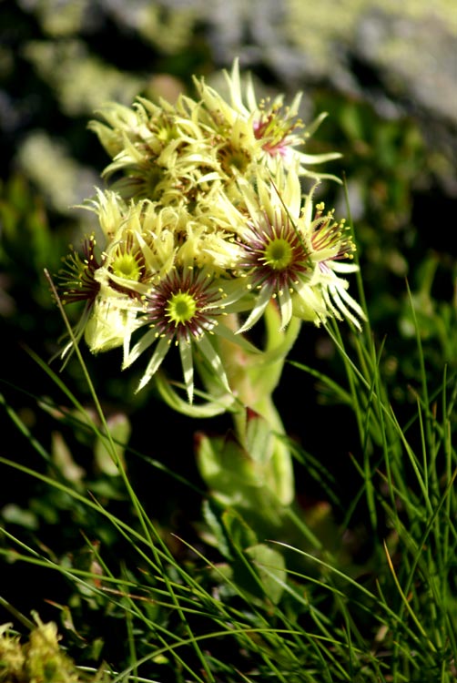 Sempervivum grandiflorum / Semprevivo a fiori grandi