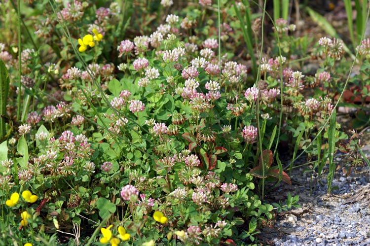 Trifolium hybridum