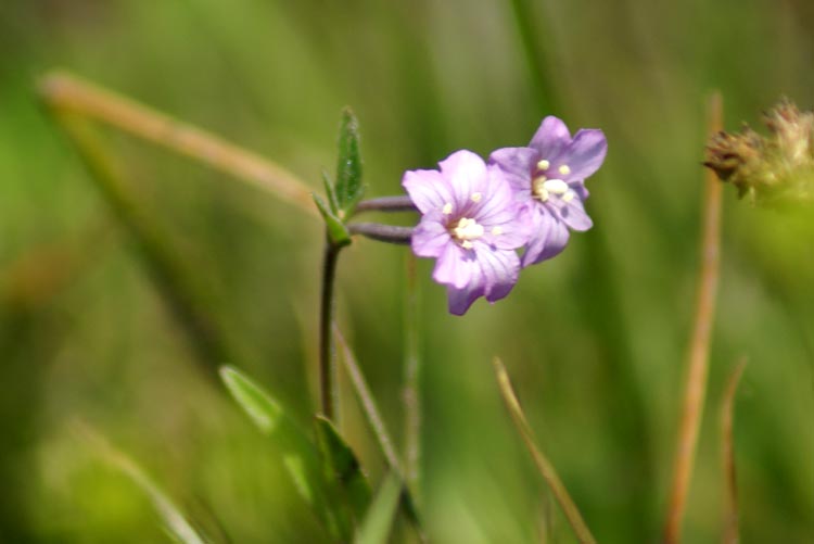 val Tournenche 23 - Epilobium sp.