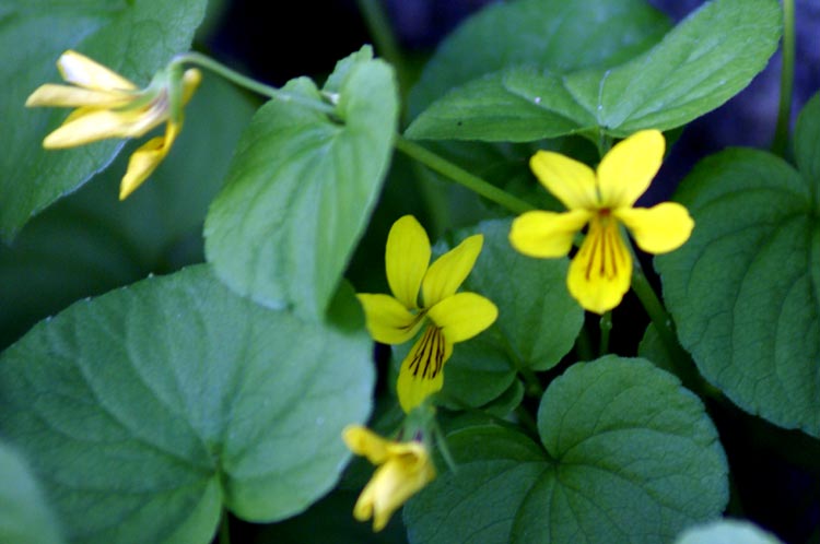 Viola biflora / Viola gialla