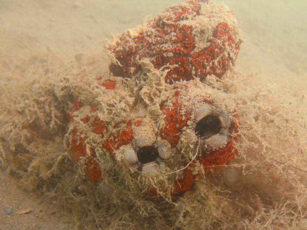 Botrylloides leachi